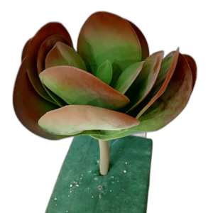 Yapay Sukulent