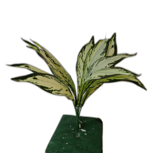 Yapay Geniş Alacalı Yaprak Demeti